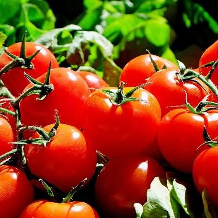 Tomato